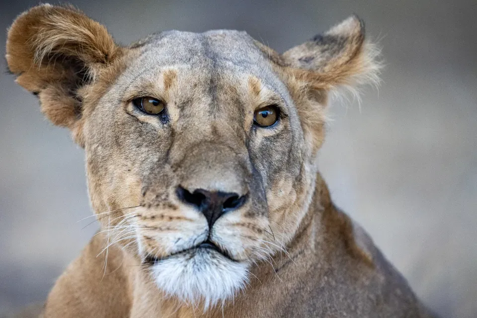 Fear and Fascination Are Two Sides of the Same Ancient Coin (Image Credits: Stocksnap)
