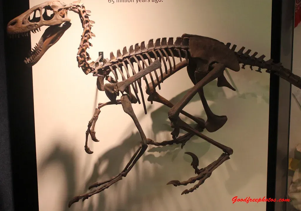 Deinonychus: Sparking the Dinosaur Renaissance (Image Credits: Flickr)