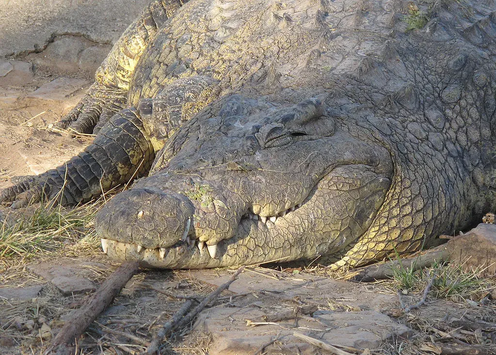 #4 - The Crocodiles Using Sticks as Bait (SETAF-Africa, Flickr, CC BY 2.0)
