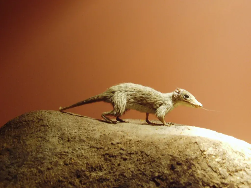 The Nocturnal Bottleneck: Life in the Dark as a Survival Tool (Udo Schröter, Flickr, CC BY-SA 2.0)