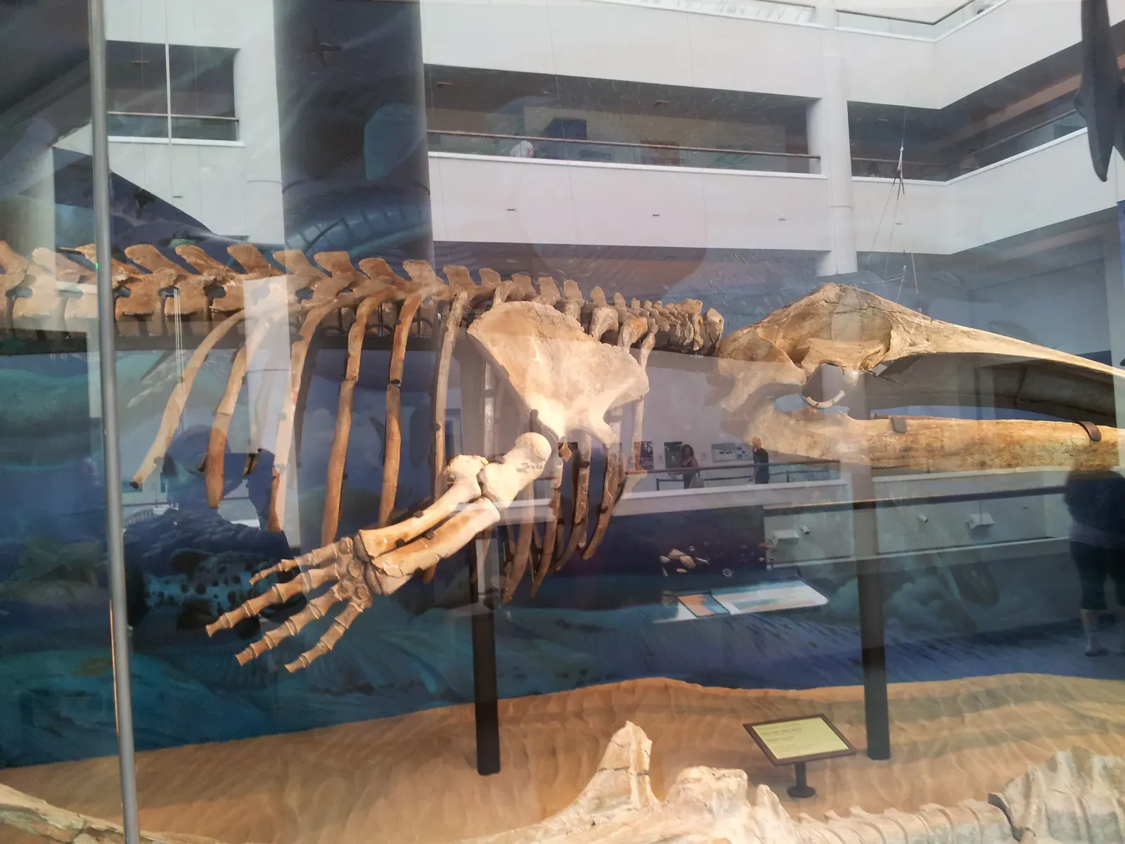 10. The Whale Fossil Series: From Land-Walker to Ocean Giant (Extinct gray whaleUploaded by FunkMonk, CC BY-SA 2.0)
