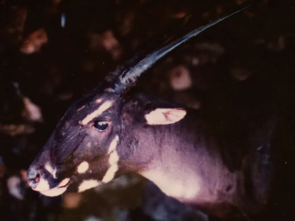 1. The Saola Was One of the 20th Century's Most Spectacular Zoological Discoveries (Image Credits: Flickr)