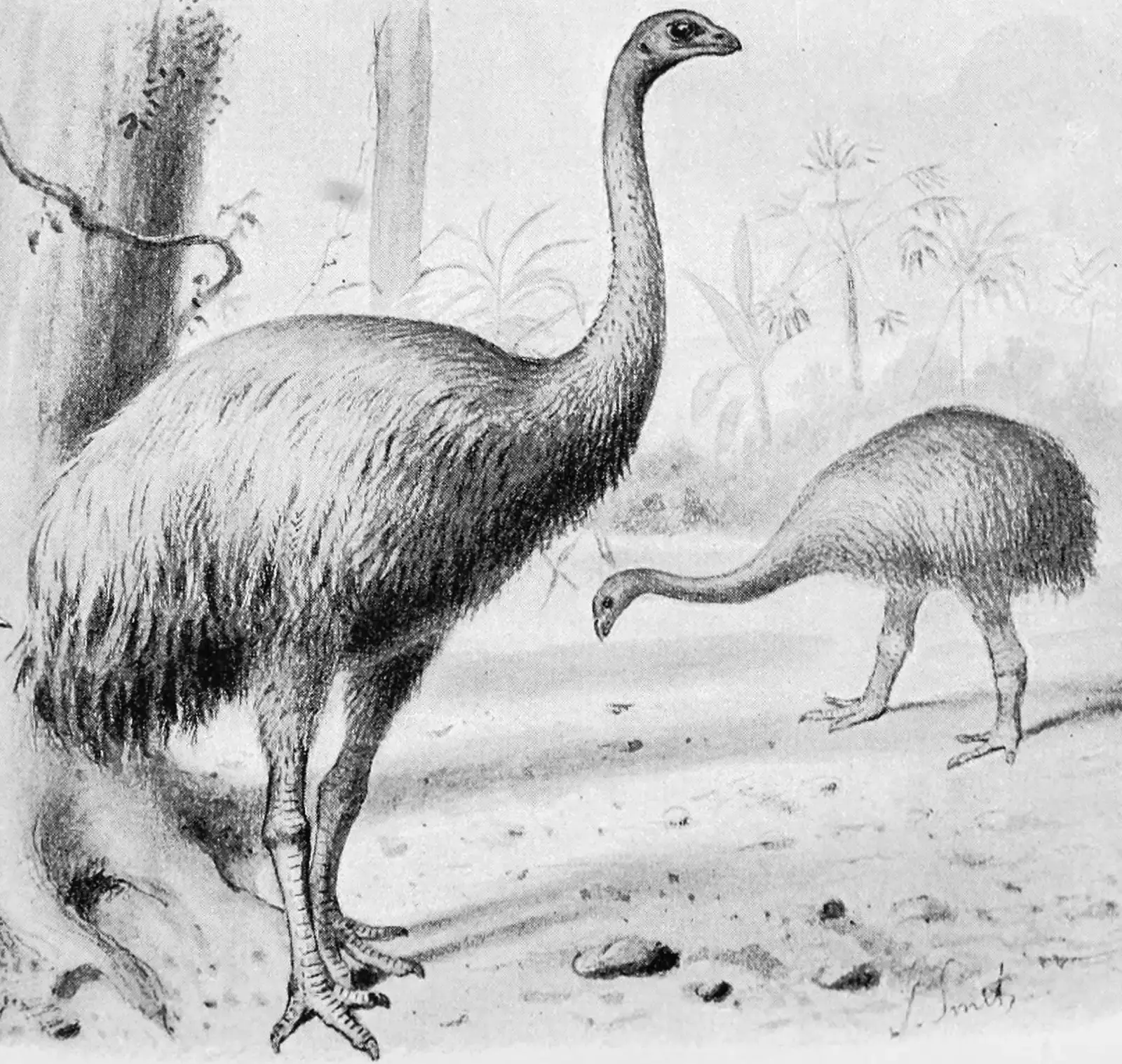 Moa – Giant Birds That Fell to Human Expansion (By Joseph Smit, Public domain)