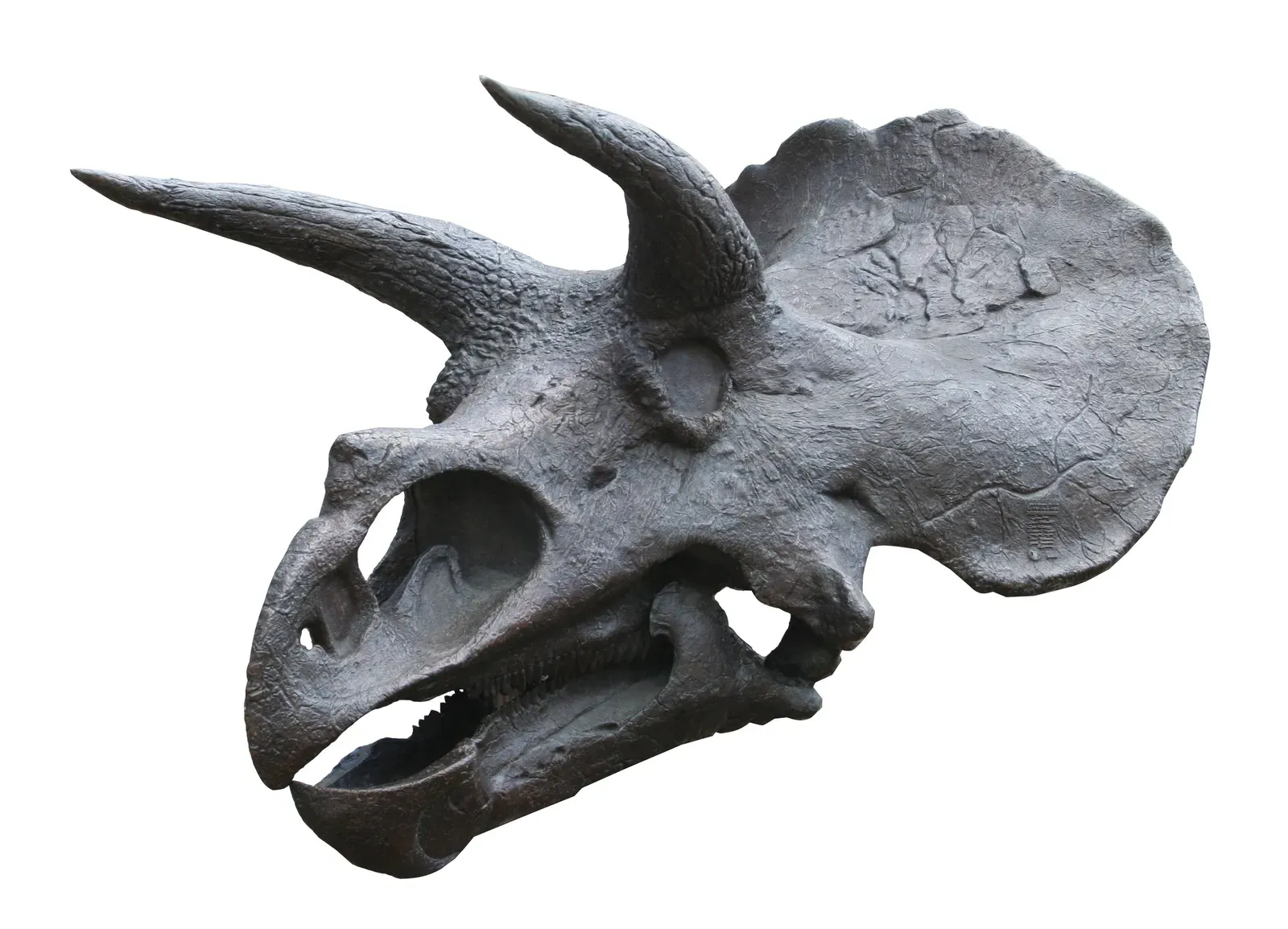 #4 - Scientists Originally Thought Its Horns Belonged to a Giant Bison (Own work, based on File:Triceratops skull (452219078).jpg by Scott, CC BY-SA 4.0)