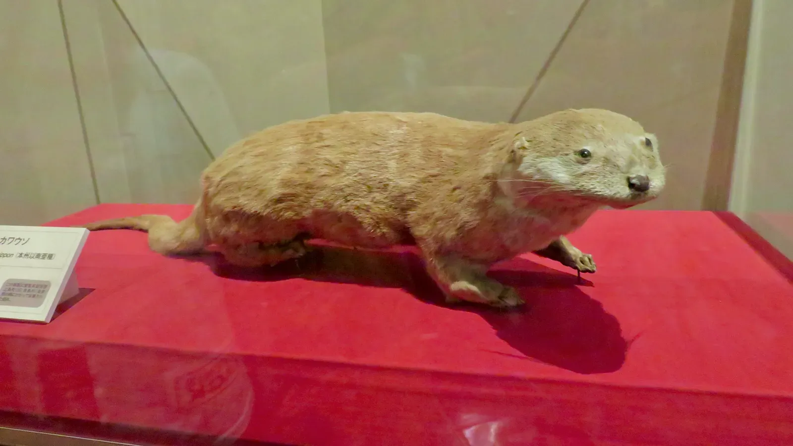 #9 - Japan's River Otter, Extinct on Paper, Rumored on Riverbanks (By KKPCW, CC BY-SA 4.0)