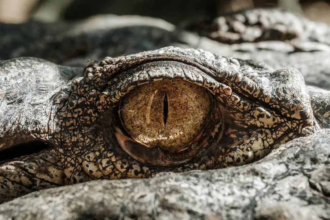 Comparing Ancient Eyes to Modern Giants (Image Credits: Unsplash)