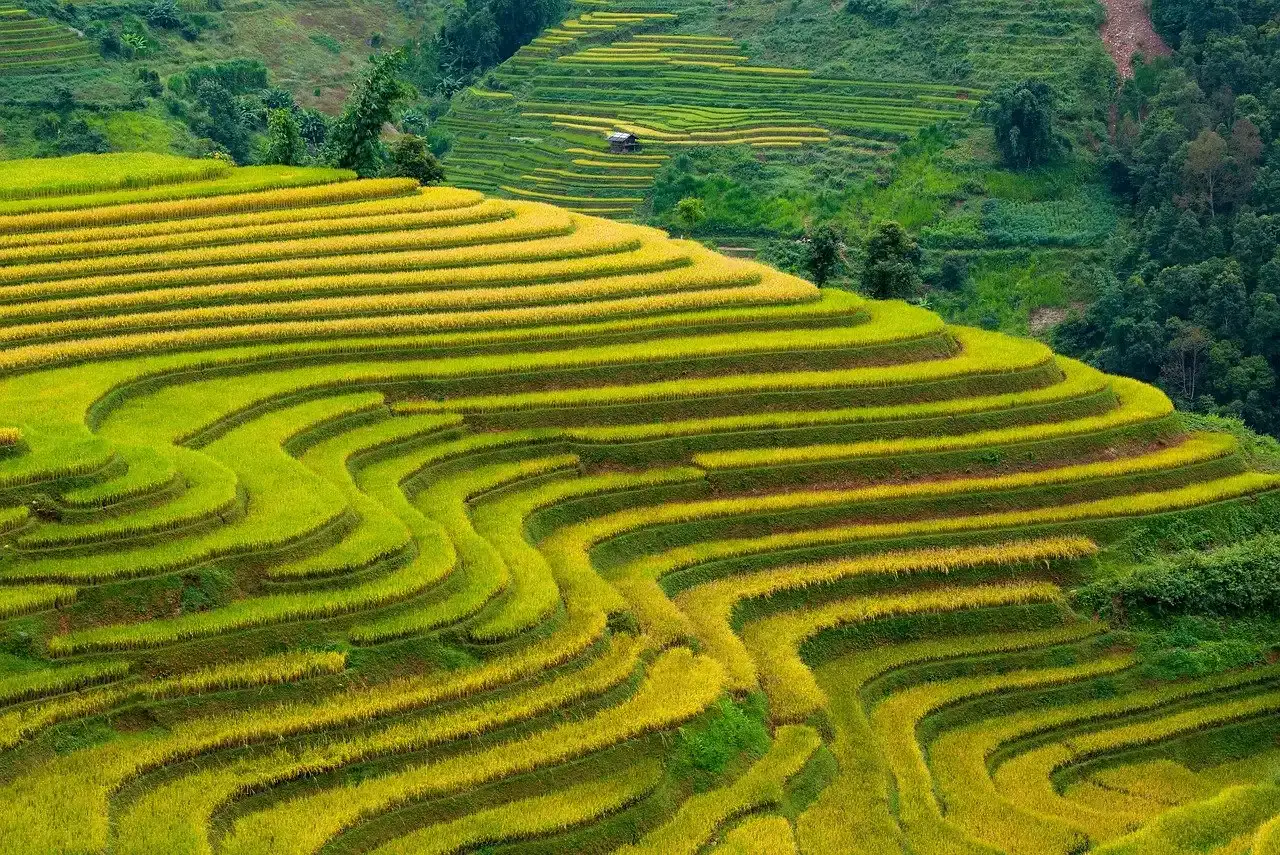 Revolutionary Farming Techniques Nobody Expected (Image Credits: Pixabay)