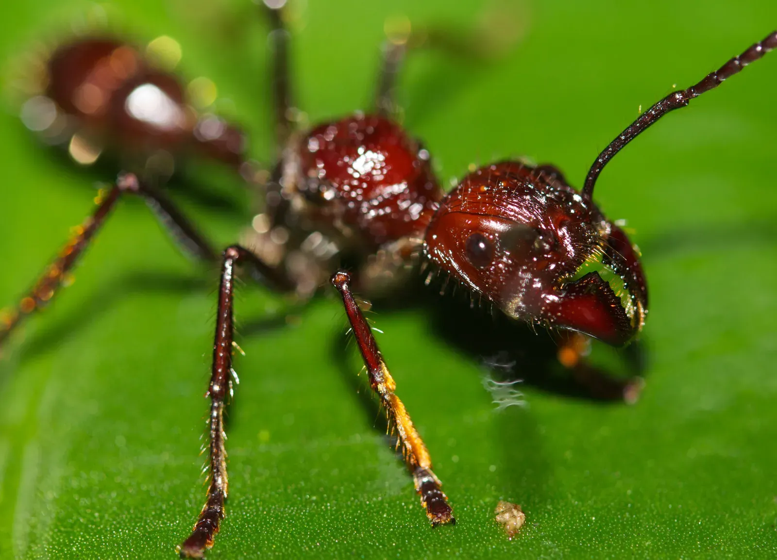 Sagittarius: The Bullet Ant (Image Credits: Wikimedia)