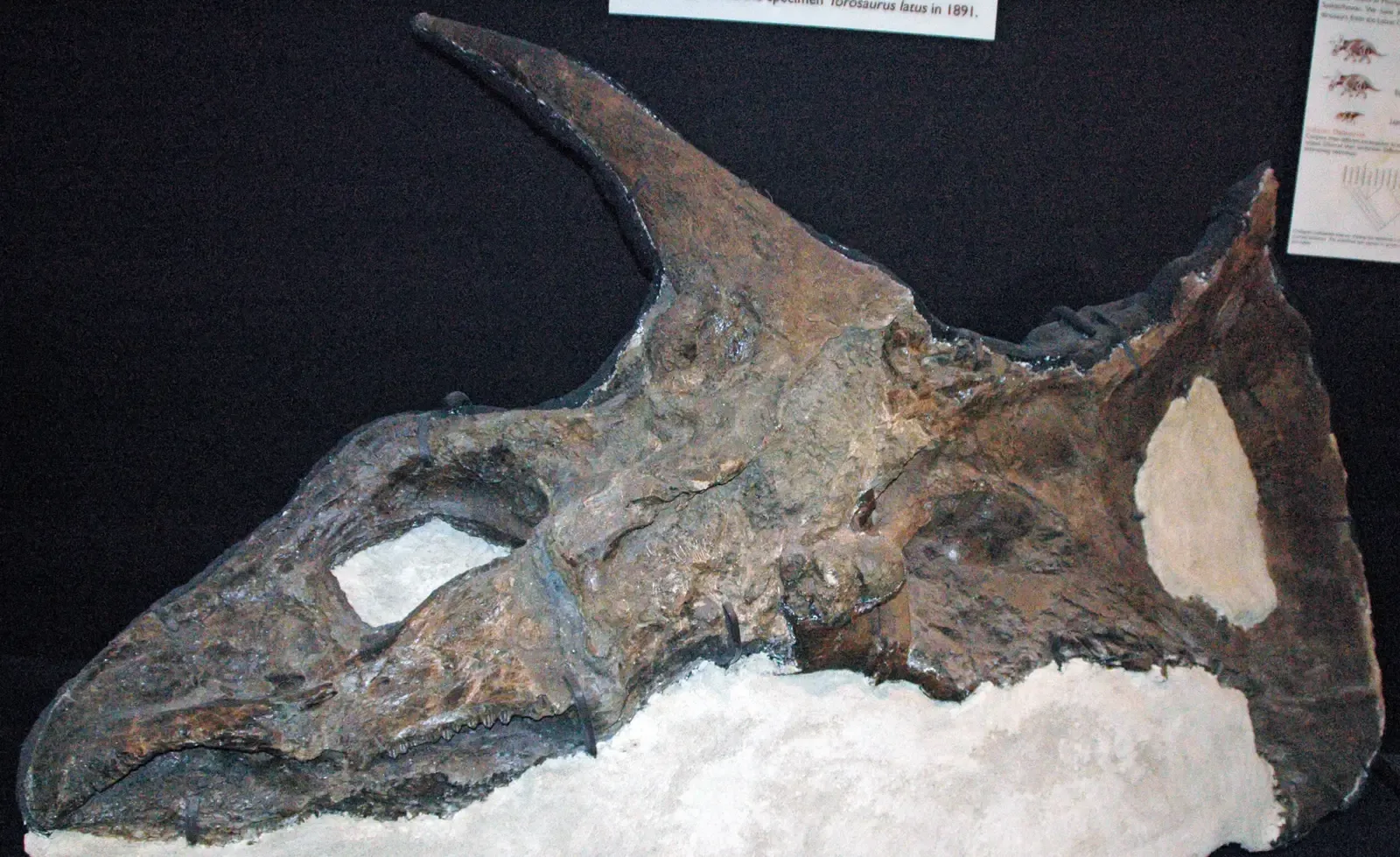#8 - Torosaurus May Not Actually Exist (By James St. John, CC BY 2.0)
