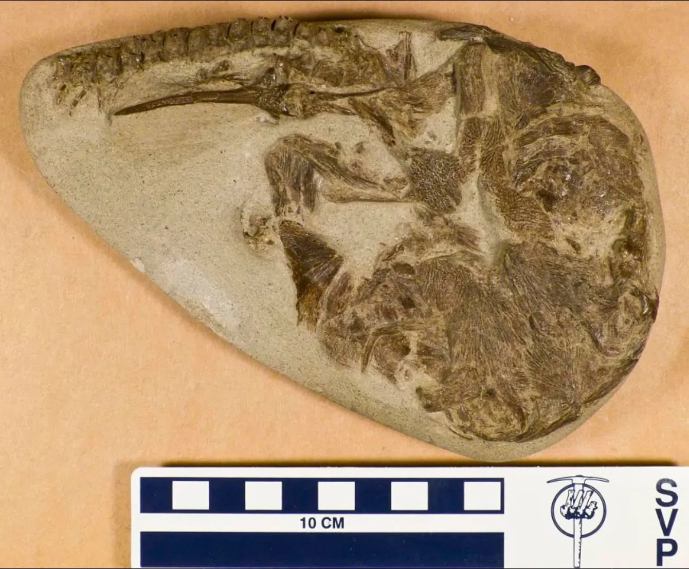 Conclusion: You Are Reading a Story Written in Stone (Image Credits: Wikimedia)