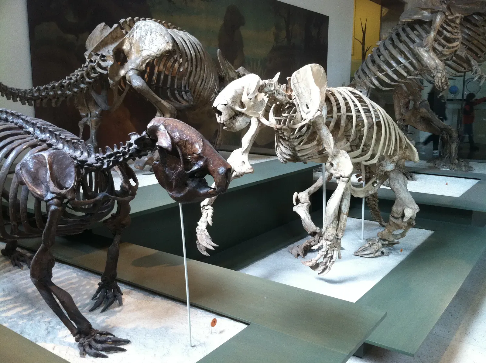 #7 - Hispaniola's Sloths That Missed the Memo (Giant ground sloths Megalocnus rodens and Megalonyx wheatleyi at the American Museum of Natural HistoryUploaded by FunkMonk, CC BY 2.0)