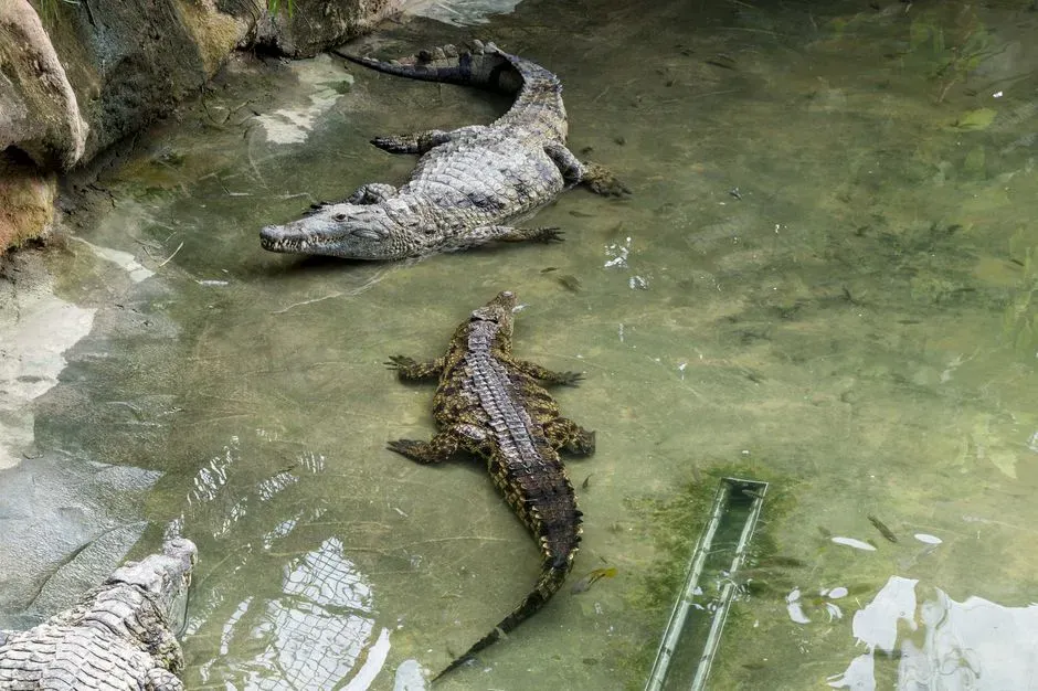The Crocodilian Legacy: Survivors, Not Side Characters (Image Credits: Pexels)
