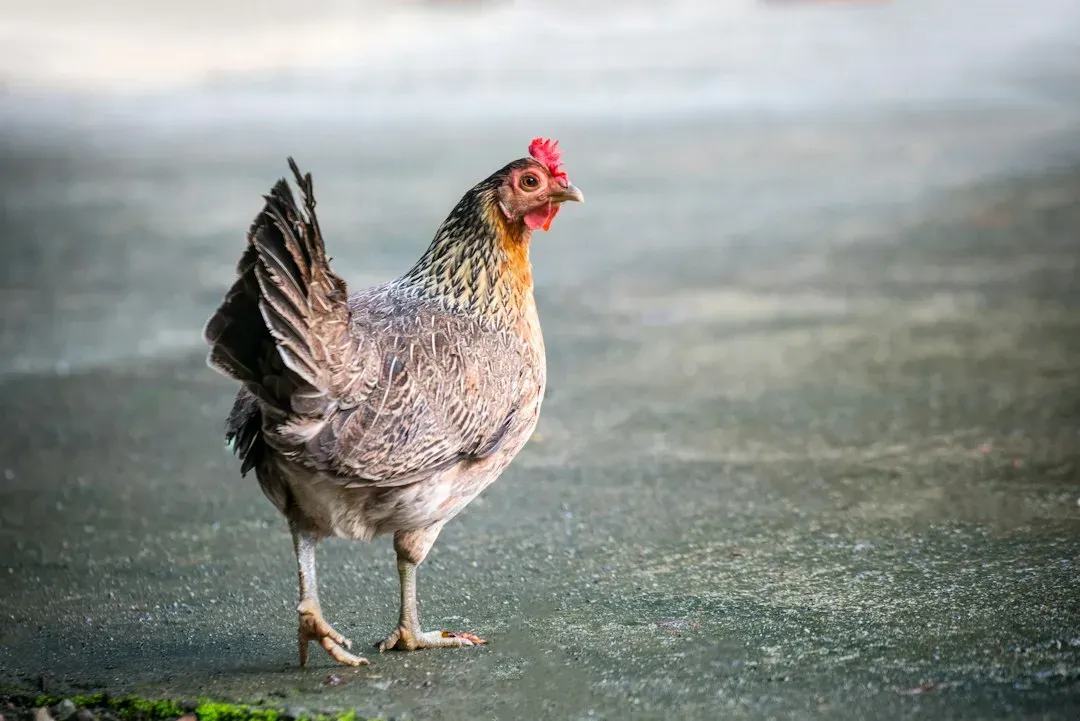 #3 - Walking on Two Legs With a Very Specific Gait (Image Credits: Unsplash)