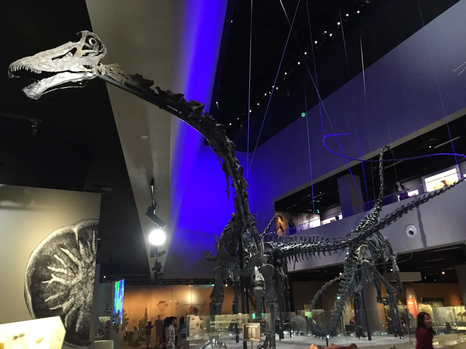 The Fossil Record: An Incomplete Window Into a World of Giants (Image Credits: Wikimedia)