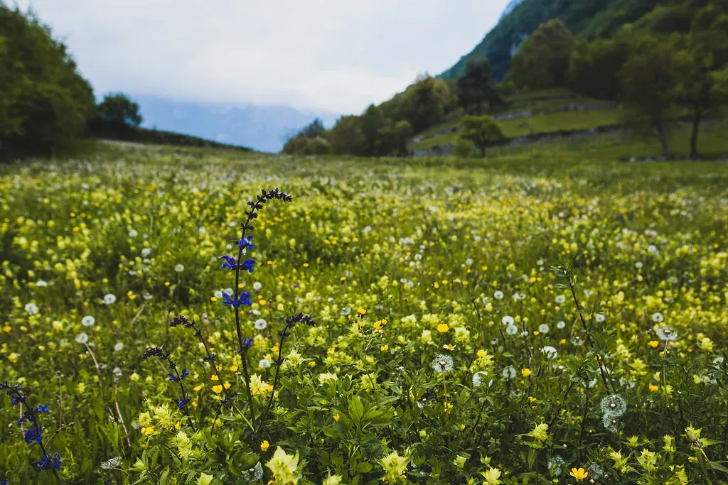 Taurus: Rolling Meadows and Lush Gardens (Image Credits: Flickr)
