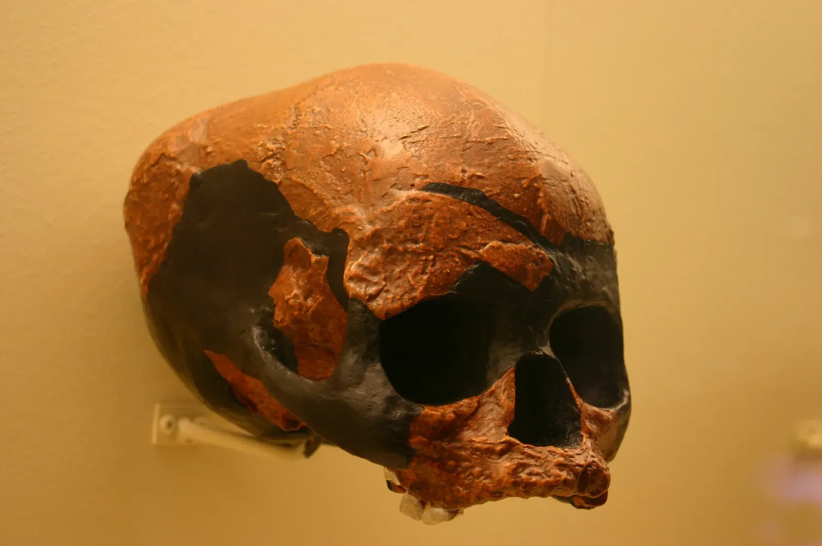 #13 - The Deep Skull of Niah Cave (Borneo) (Homo Sapiens 45,000 to 39,000 Years Old, CC BY-SA 2.0)