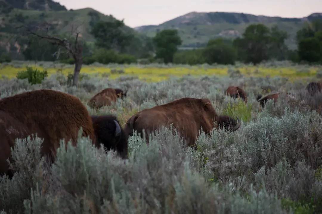 Changing Ecosystems: Forests, Grasslands, and Extinction Pressures (Image Credits: Unsplash)