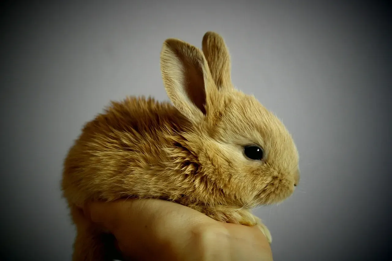 Dopamine, Oxytocin, and the Chemical High of Cuteness (Image Credits: Pixabay)