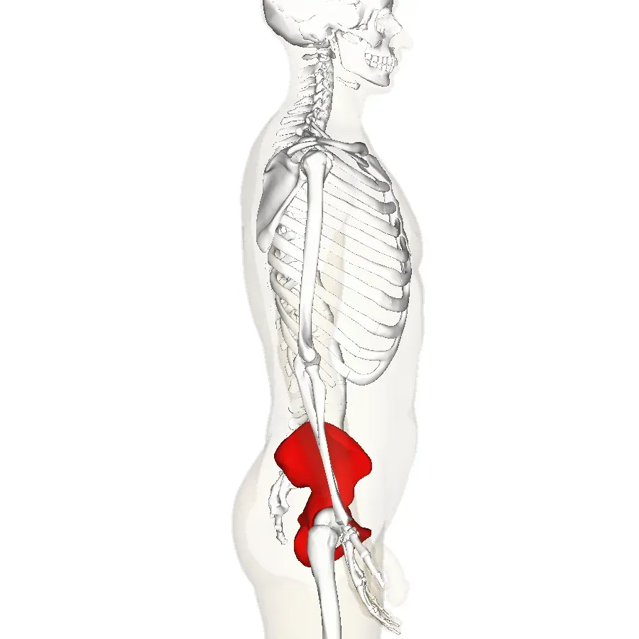 The Coccyx Still Does More Than You Think (en:Anatomography (setting page of this image), CC BY-SA 2.1 jp)