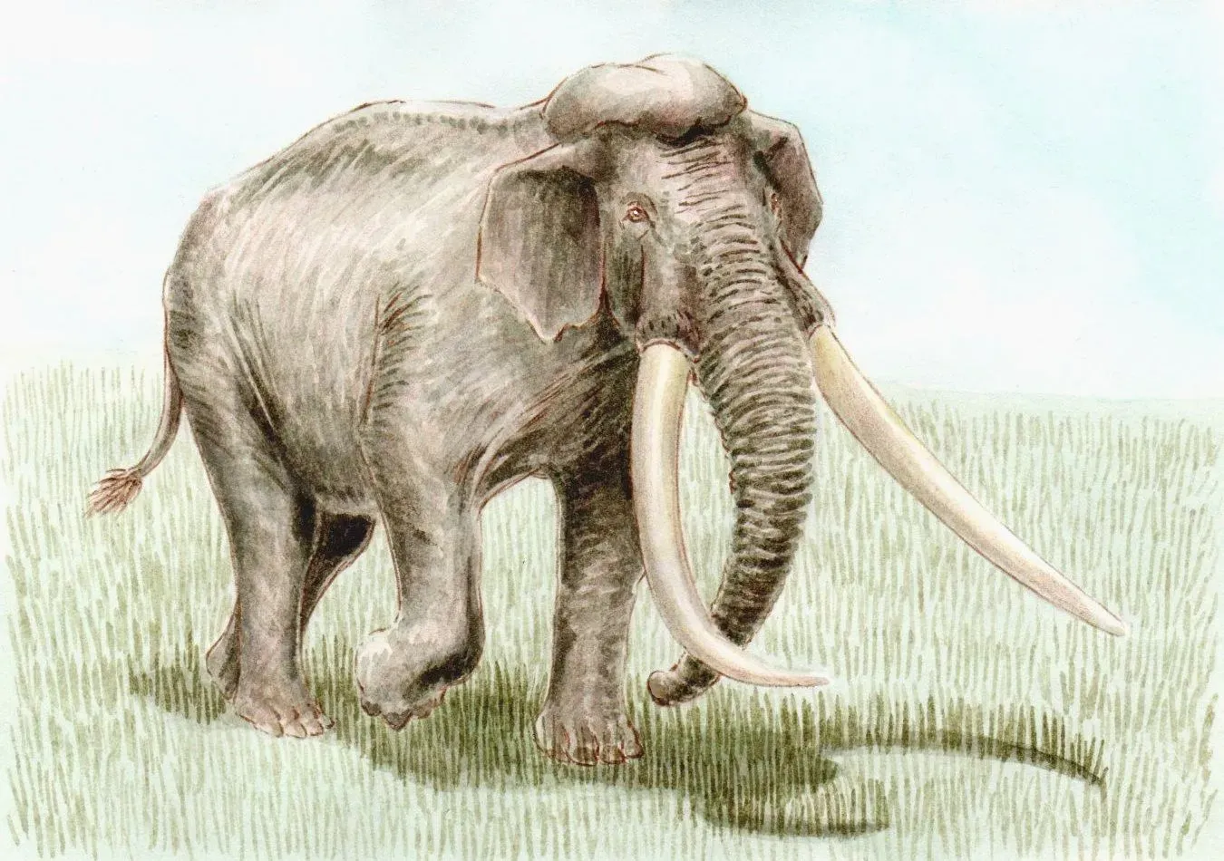 Palaeoloxodon Namadicus: The Elephant That Might Beat Them All (Image Credits: Wikimedia)