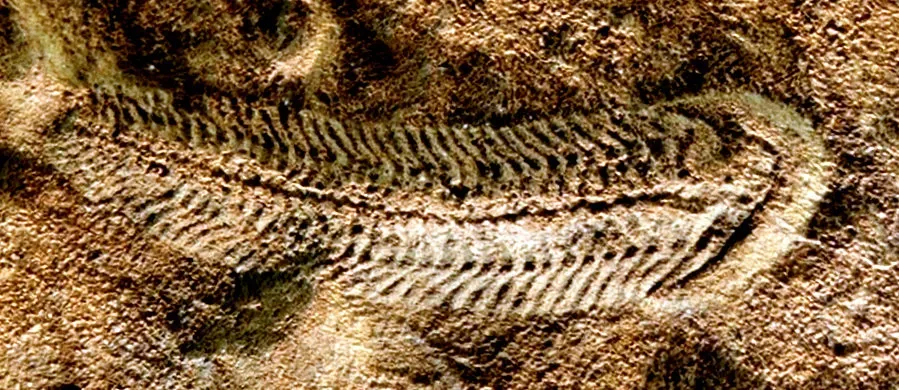 8. Spriggina: An Ediacaran Creature Caught Between Eras (Transferred from en.wikipedia to Commons., CC BY 2.5)