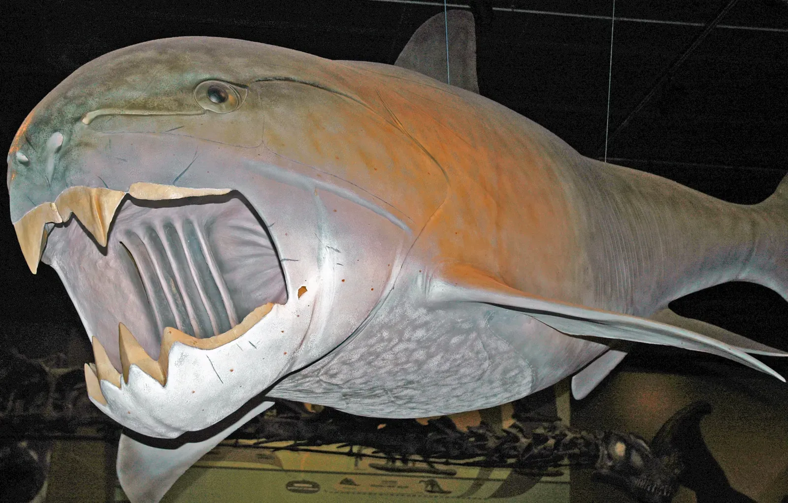 When Armored Fish Ruled With Blade-Like Jaws (Image Credits: Wikimedia)