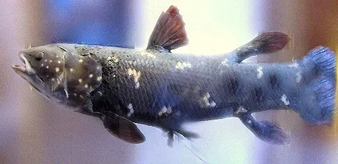 Coelacanth – The “Fossil Fish” That Refused to Stay Dead (No machine-readable source provided. Own work assumed (based on copyright claims)., CC BY-SA 3.0)