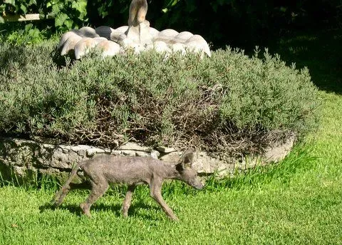 #14 - The Elmendorf Beast That Terrorized a Texas Town (Public domain)