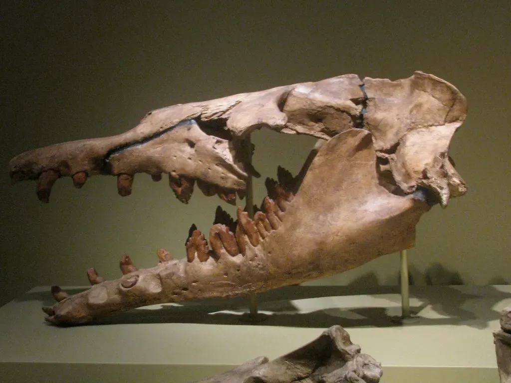 When Museum Mammoths Turned Out to Be Whales (Image Credits: Flickr)