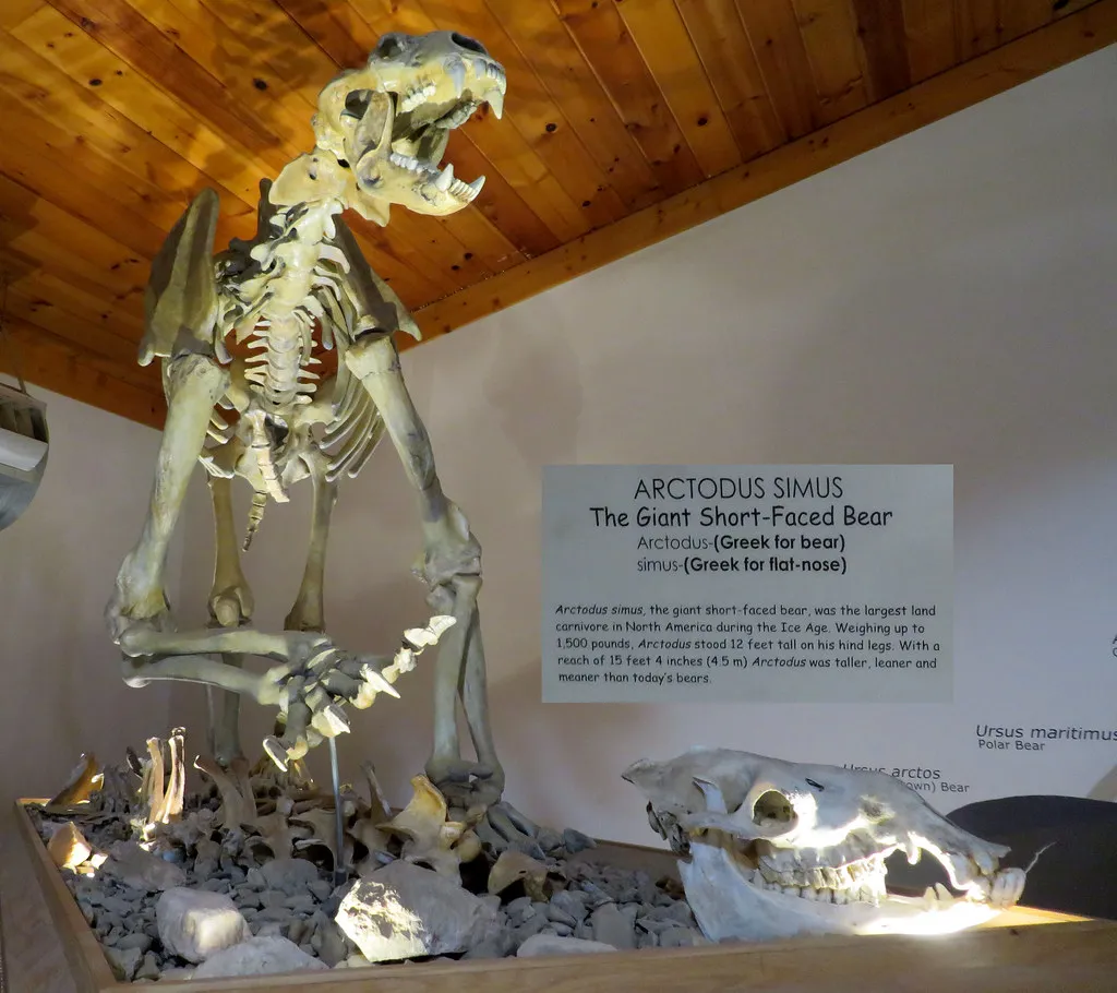 The Giant Short-Faced Bear: A Carnivore Built Like A Skyscraper (twbuckner, Flickr, CC BY 2.0)