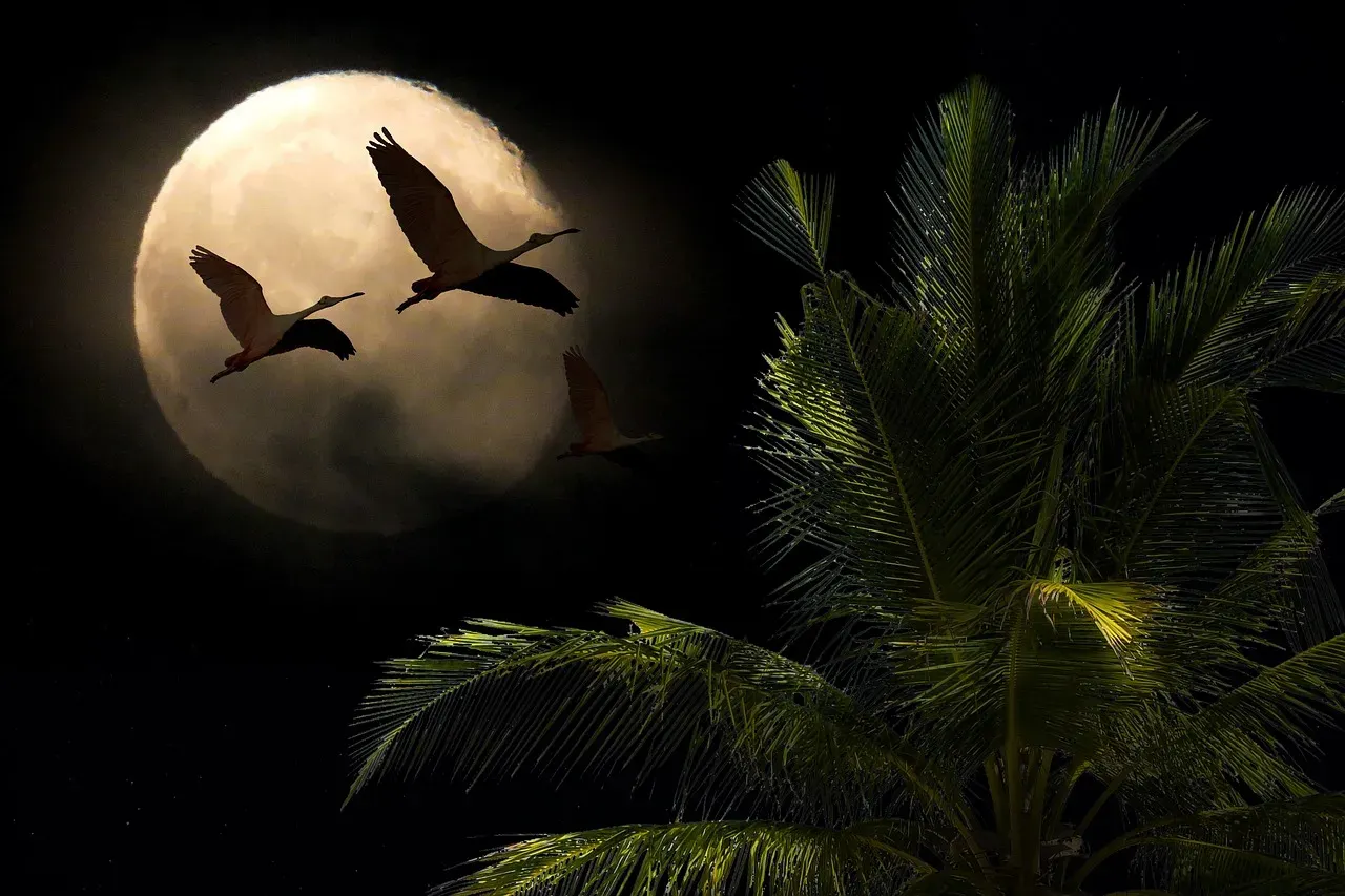 #12 - The "Birds Migrate to the Moon" Paper Nobody Talks About Anymore (Image Credits: Pixabay)