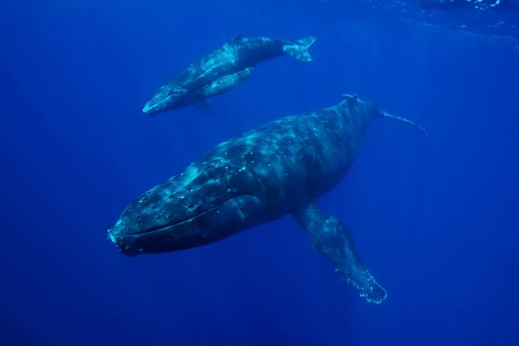 Pisces: The Mystical Whale (Image Credits: Rawpixel)