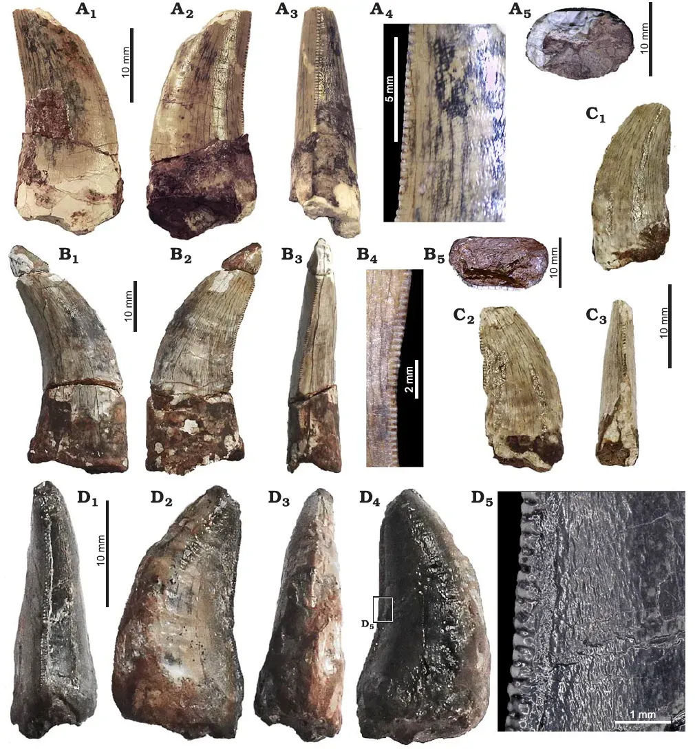 The Isotope Evidence Theory: Chemistry Locked in Teeth (By Alejandro Serrano-Martínez, Daniel Vidal, Lara Scisio, Francisco Ortega, and Fabien Knoll, CC BY 4.0)