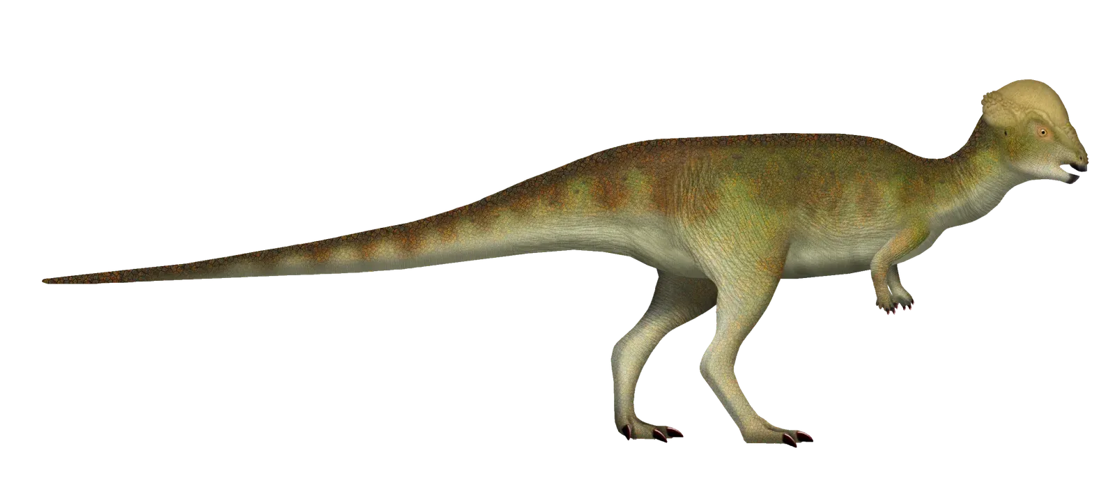 Why Brontotholus Directly Challenges Evolutionary Thinking (By TotalDino, CC BY 4.0)