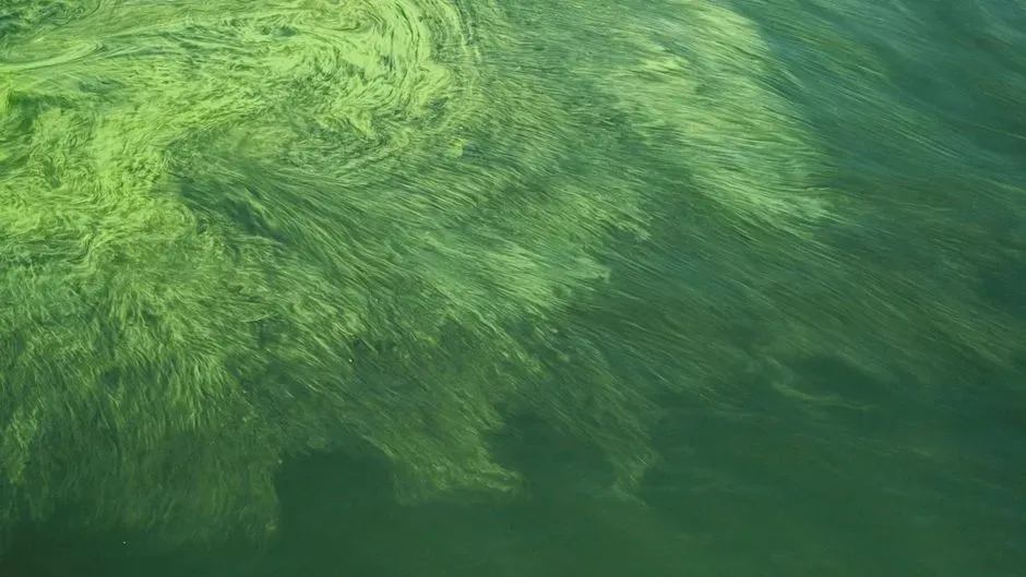 5. Cyanobacteria: Tiny Architects Of The Air You Breathe (Image Credits: Pexels)