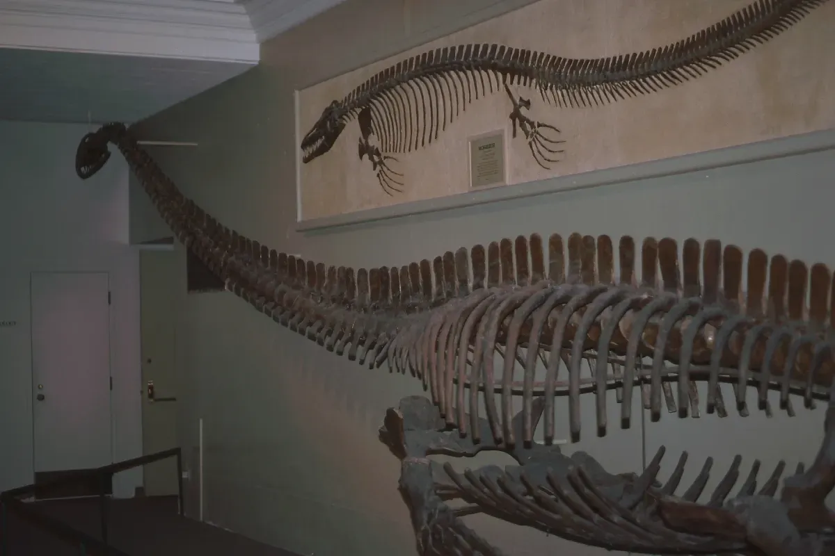 Neck Nightmares: How Do You Even Use a Neck That Long? (Elasmosaurus, Mosasaurus (I think), CC BY 2.0)