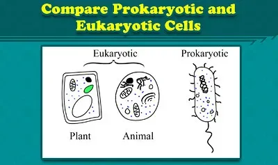 Symbiogenesis: When Cooperation Creates Complexity (Image Credits: Flickr)