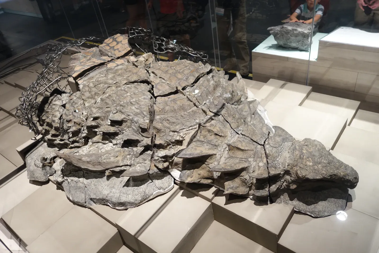 4. Borealopelta: The Armored Dinosaur That Looked Like It Was Sleeping (By Etemenanki3, CC BY-SA 4.0)