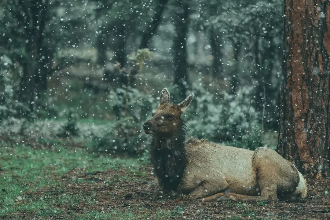 From Predator Alerts to Emotional Forecasts (Image Credits: Unsplash)