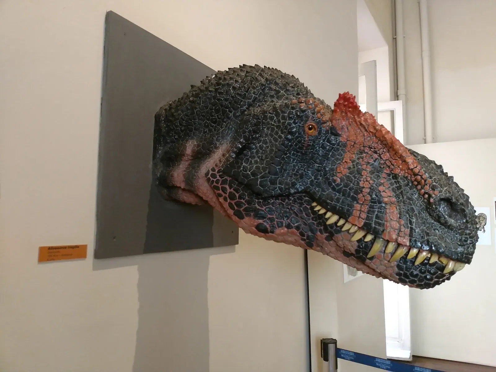 Dinosaurs in Color: The End of the Gray and Green Myth (Image Credits: Wikimedia)