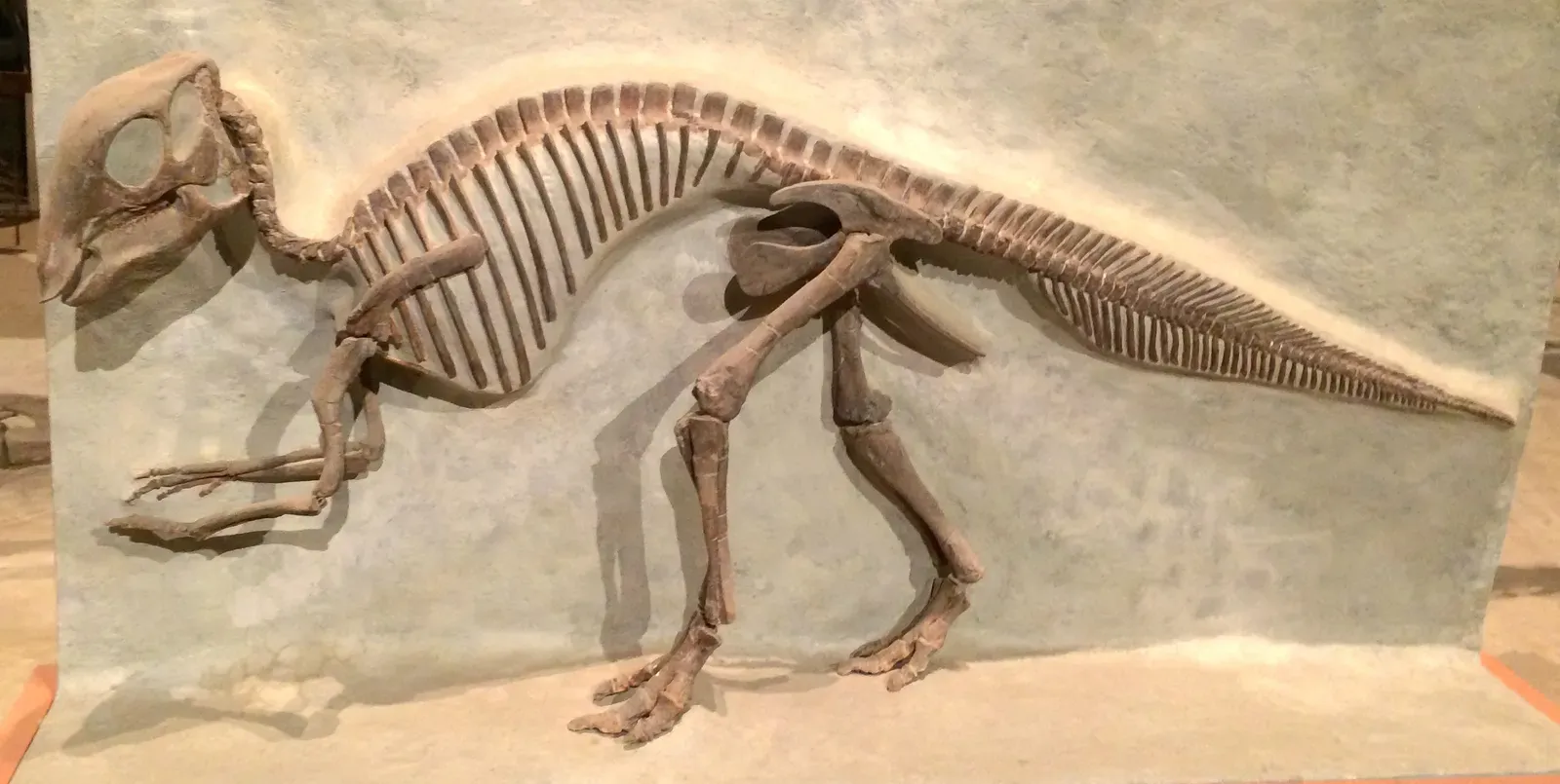 #10 - Fusion Patterns in Bones Reveal Dinosaur "Teenage Years" (Smithsonian Dinosaur Hall - April 2014, CC BY 2.0)