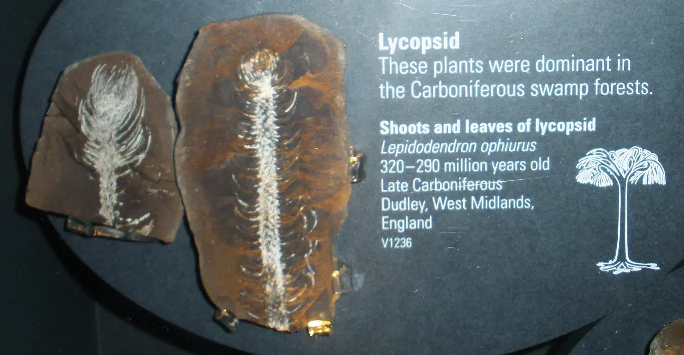 Clubmoss Giants (Lepidodendron and Relatives): Ancient Carbon Factories (By Ghedoghedo, CC BY-SA 3.0)