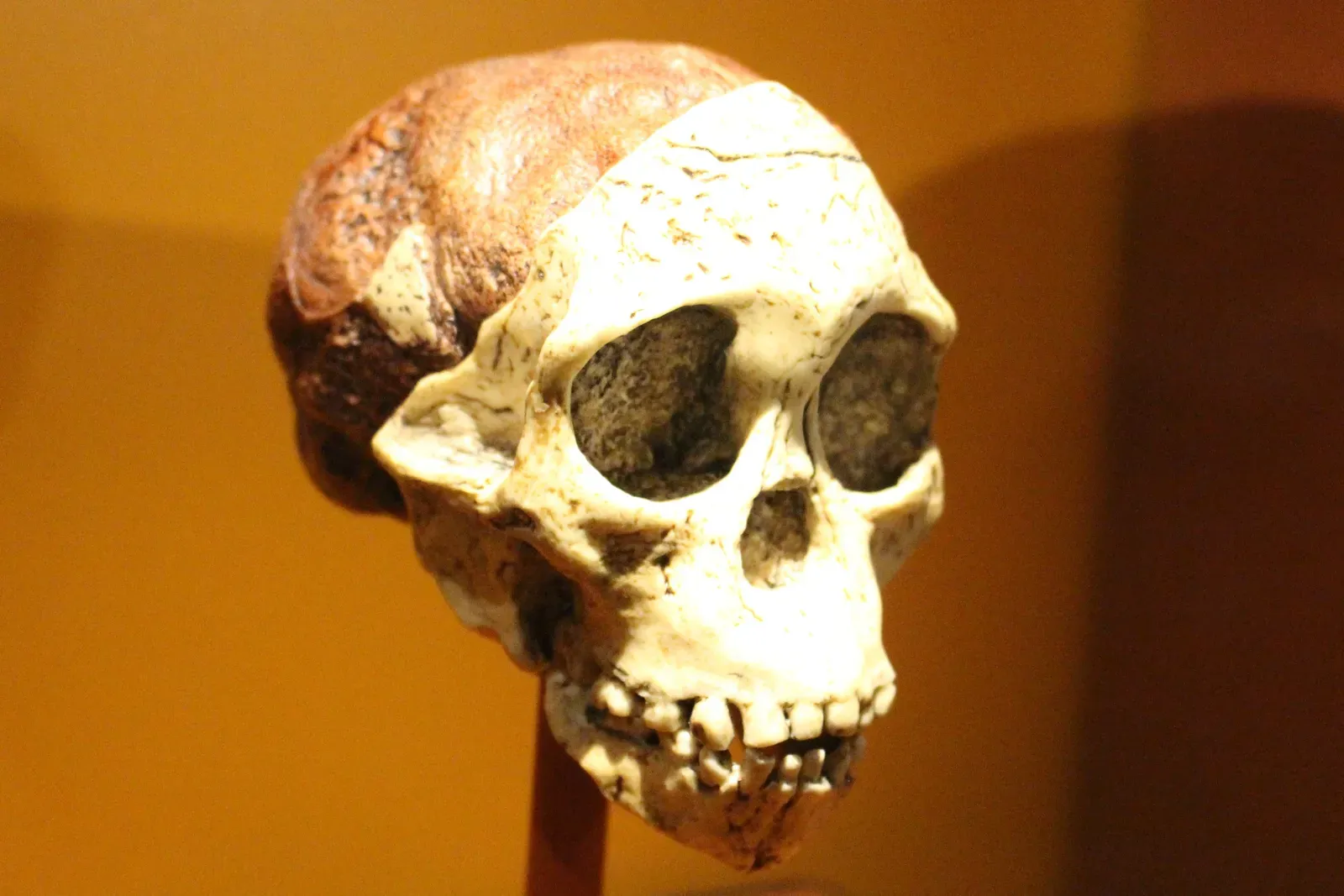Emotions in the Lab: The Human Side of Studying an Ancient Child (kindly granted by the author, CC BY-SA 4.0)
