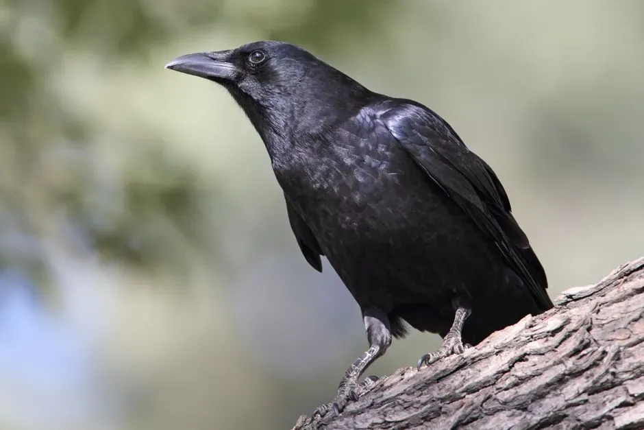 #6 - Some Birds Remember Human Faces and Hold Long-Term Grudges (Image Credits: Pexels)
