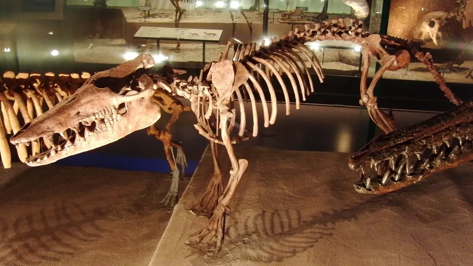3. Pakicetus: The Land Mammal That Became a Whale (By Momotarou2012, CC BY-SA 3.0)
