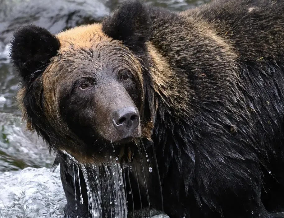 #11 - It's Not Related to Grizzlies the Way You Think (Image Credits: Pixabay)
