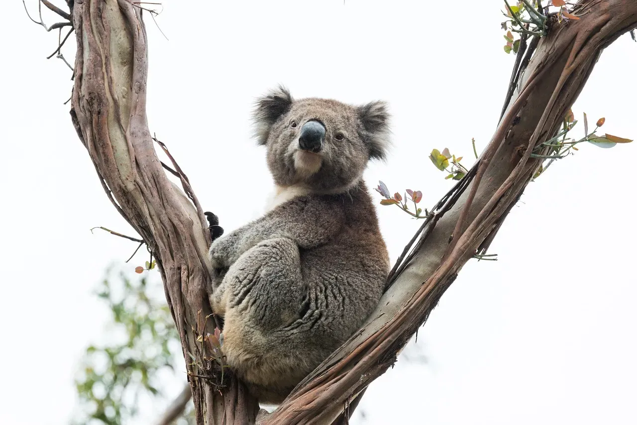 Marsupials: Living Proof of Gondwana's Migration Routes (Image Credits: Pixabay)
