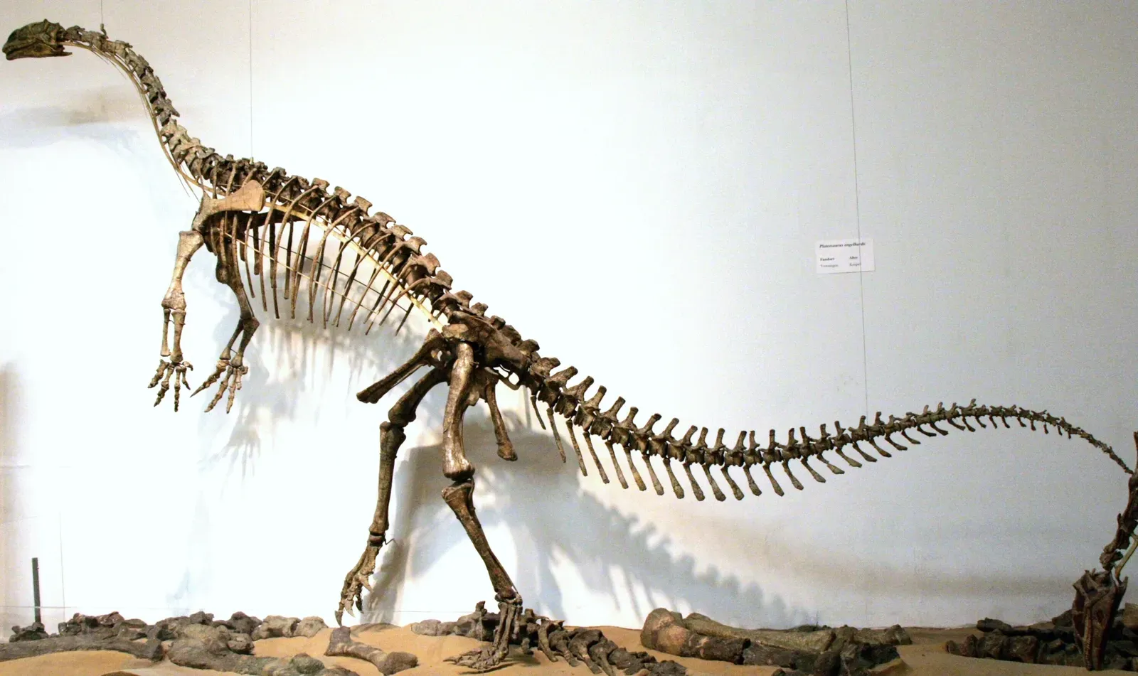 #7 - Plateosaurus: The "Quadruped" That Was Probably Mostly Bipedal (By FunkMonk, CC BY-SA 3.0)
