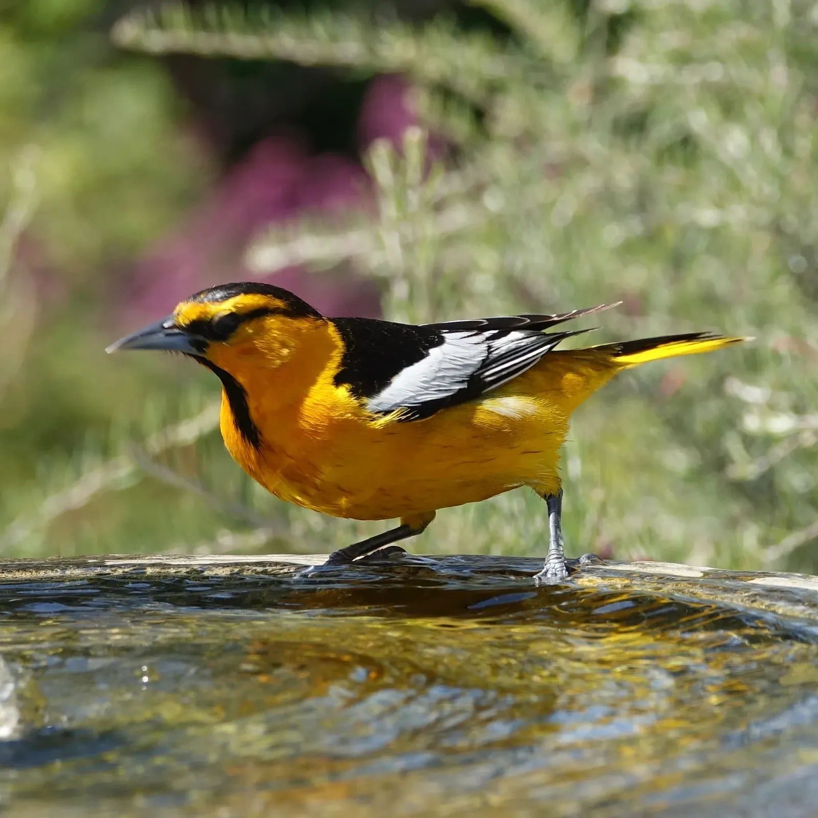 Conclusion (Image Credits: Wikimedia)