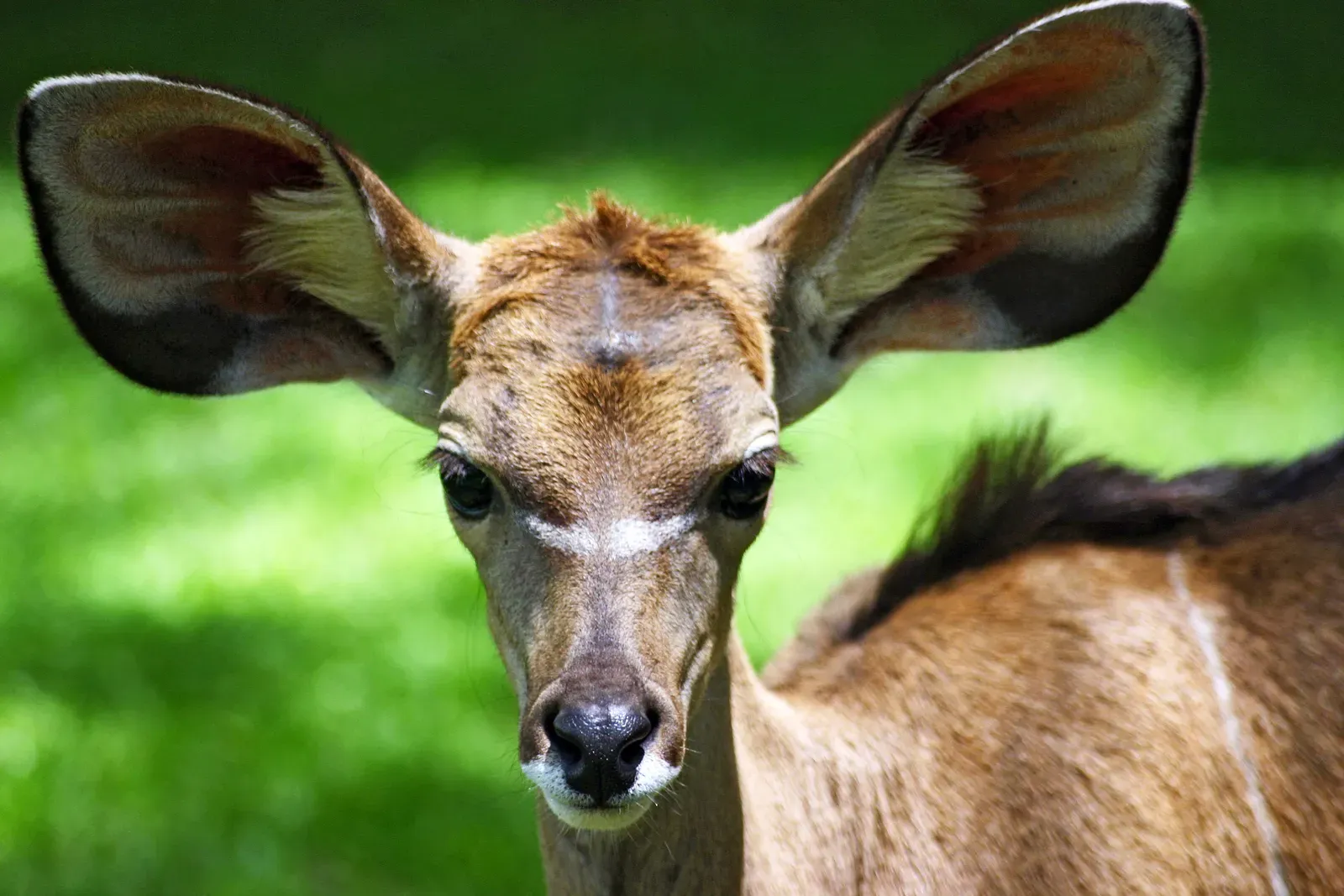 4. Hearing in Air: Bringing Invisible Vibrations to Life (Flickr, CC BY 2.0)